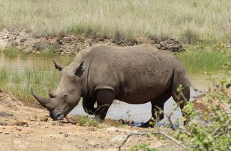 4 Days – Masai Mara and Lake Nakuru