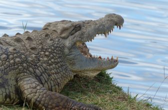 4 Days- Masai Mara and Lake Naivasha