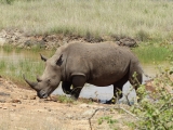 4 Days – Masai Mara and Lake Nakuru