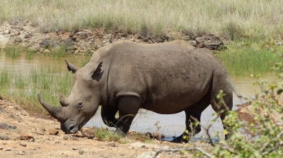 4 Days – Masai Mara and Lake Nakuru