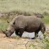 4 Days- Masai Mara and Lake Naivasha