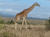 3 Days – Masai Mara National Reserve