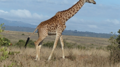 3 Days – Masai Mara National Reserve