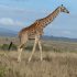 4 Days- Masai Mara and Lake Naivasha