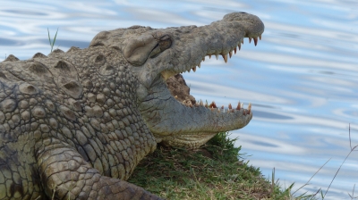 4 Days- Masai Mara and Lake Naivasha